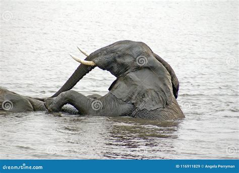 elephant sex elephant sex